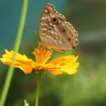 An up close encounter with the butterfly